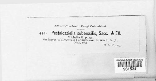 Pestalozziella image